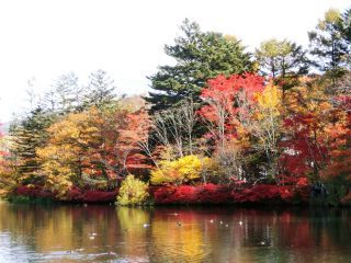 「Autumn leaves hunter2025」さんからの投稿写真＠雲場池
