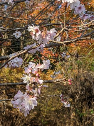 「田口宜男」さんからの投稿写真