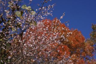 「f.shima」さんからの投稿写真＠城峯公園