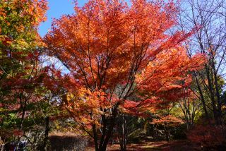 「f.shima」さんからの投稿写真＠城峯公園