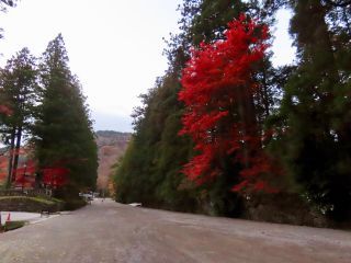 「栃木の山ちゃん」さんからの投稿写真