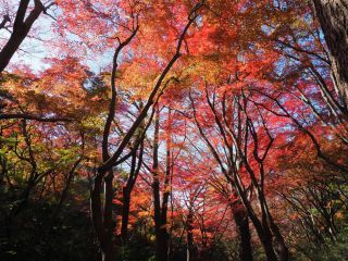 「chako」さんからの投稿写真＠獅子舞