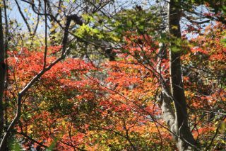 「栃木の山ちゃん」さんからの投稿写真