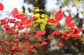 「栃木の山ちゃん」さんからの投稿写真