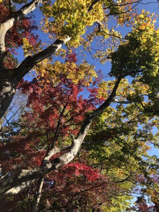 「コタまま」さんからの投稿写真