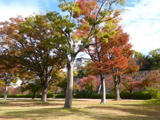 「楽々」さんからの投稿写真＠大阪城公園
