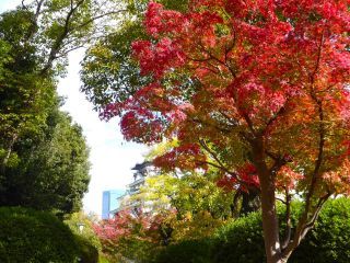 「楽々」さんからの投稿写真＠大阪城公園