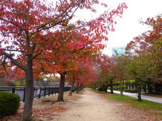 「楽々」さんからの投稿写真