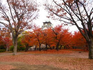 「楽々」さんからの投稿写真＠大阪城公園