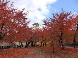 「楽々」さんからの投稿写真＠大阪城公園