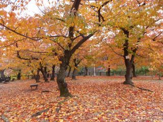 「楽々」さんからの投稿写真