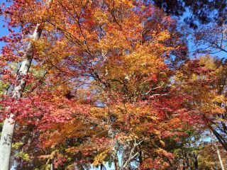 「ウタぇもん」さんからの投稿写真＠高取城跡