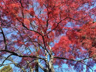 「ウタぇもん」さんからの投稿写真＠高取城跡