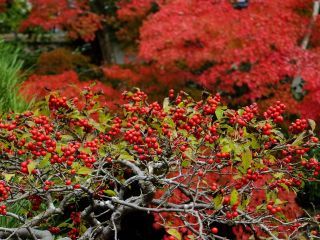 「楽々」さんからの投稿写真