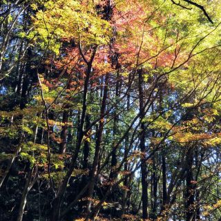 「satoru fukami」さんからの投稿写真＠油山市民の森・自然観察の森