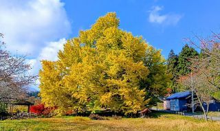 「子守銀杏ガンバレ‼」さんからの投稿写真＠七戸町の銀南木