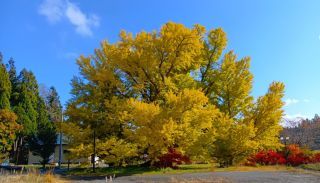 「子守銀杏ガンバレ‼」さんからの投稿写真＠七戸町の銀南木