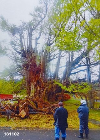 「子守銀杏ガンバレ‼」さんからの投稿写真＠七戸町の銀南木