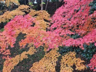 「うり爺」さんからの投稿写真