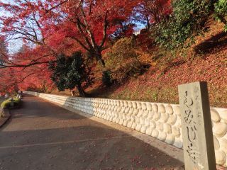 「栃木の山ちゃん」さんからの投稿写真