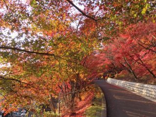 「栃木の山ちゃん」さんからの投稿写真