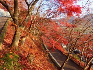 「栃木の山ちゃん」さんからの投稿写真