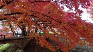 「キルア」さんからの投稿写真＠赤湯烏帽子山公園