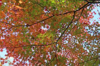 「栃木の山ちゃん」さんからの投稿写真