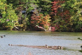 「栃木の山ちゃん」さんからの投稿写真