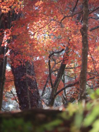 「まゆみ」さんからの投稿写真＠静岡県立森林公園