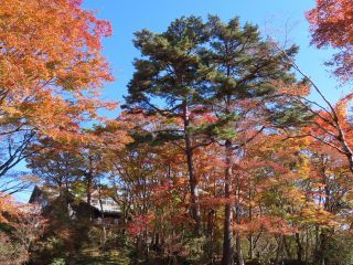 「栃木の山ちゃん」さんからの投稿写真