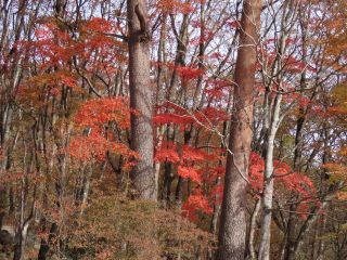 「栃木の山ちゃん」さんからの投稿写真