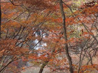 「栃木の山ちゃん」さんからの投稿写真