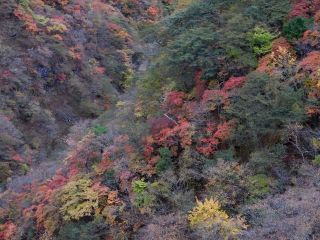 「栃木の山ちゃん」さんからの投稿写真