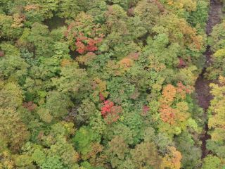 「栃木の山ちゃん」さんからの投稿写真