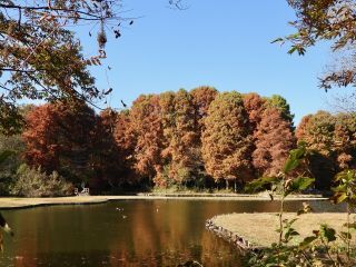「栃木の山ちゃん」さんからの投稿写真＠井頭公園