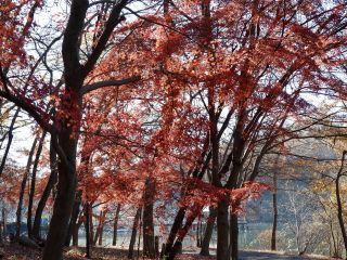 「栃木の山ちゃん」さんからの投稿写真