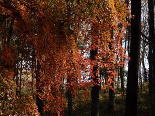 「栃木の山ちゃん」さんからの投稿写真