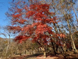 「栃木の山ちゃん」さんからの投稿写真