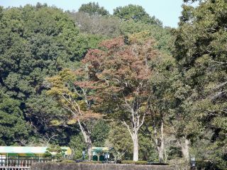 「栃木の山ちゃん」さんからの投稿写真＠井頭公園