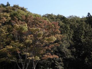 「栃木の山ちゃん」さんからの投稿写真＠井頭公園
