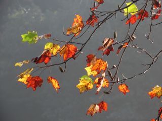 「栃木の山ちゃん」さんからの投稿写真