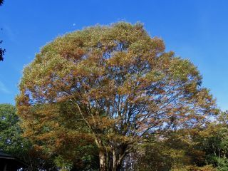 「栃木の山ちゃん」さんからの投稿写真