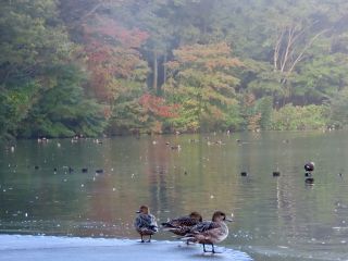 「栃木の山ちゃん」さんからの投稿写真