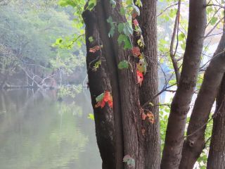 「栃木の山ちゃん」さんからの投稿写真