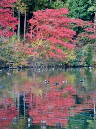 「栃木の山ちゃん」さんからの投稿写真