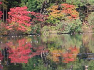 「栃木の山ちゃん」さんからの投稿写真