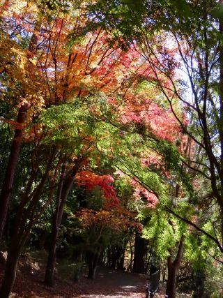 「栃木の山ちゃん」さんからの投稿写真