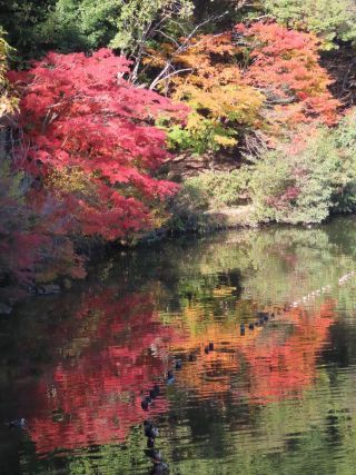 「栃木の山ちゃん」さんからの投稿写真