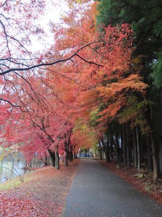 「栃木の山ちゃん」さんからの投稿写真